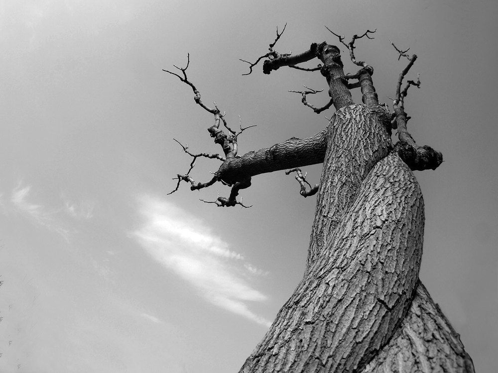 Photograph by Farid Ataei