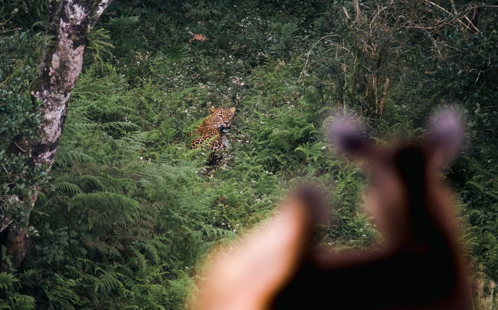 Leopard is Waiting for the Perfect Moment