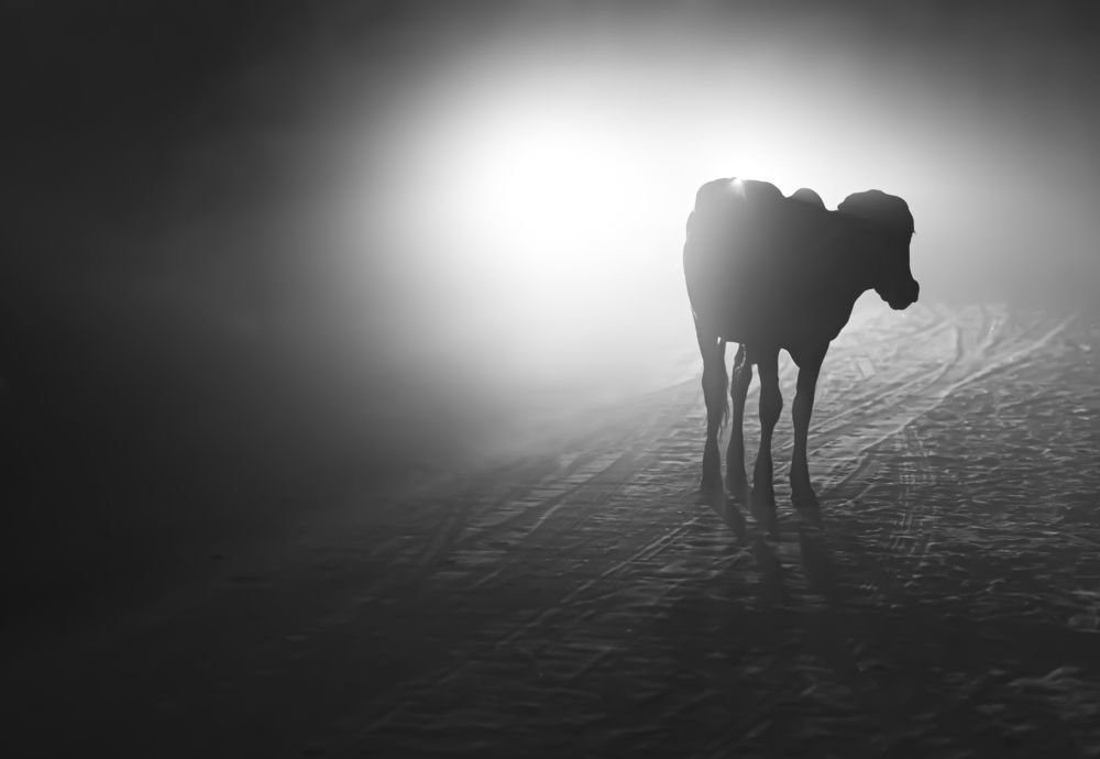 Photograph by Bijunair V