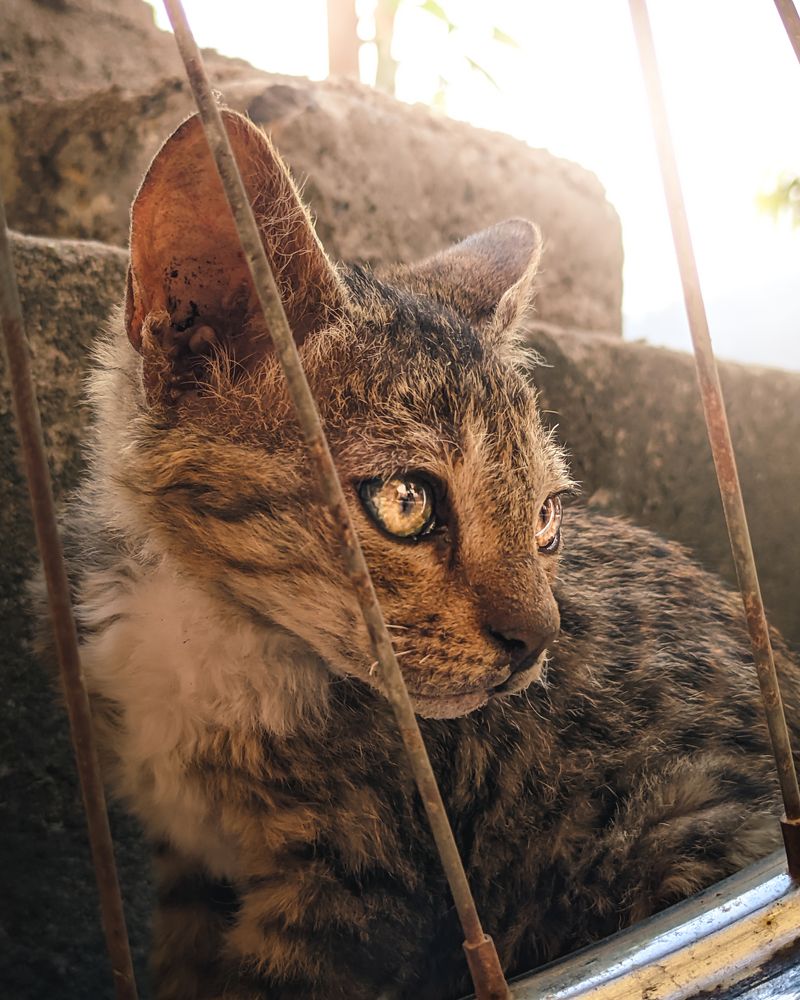 A cute little cat behind the bars.