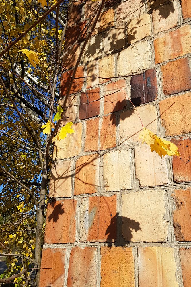 Останусь тенью на стене...