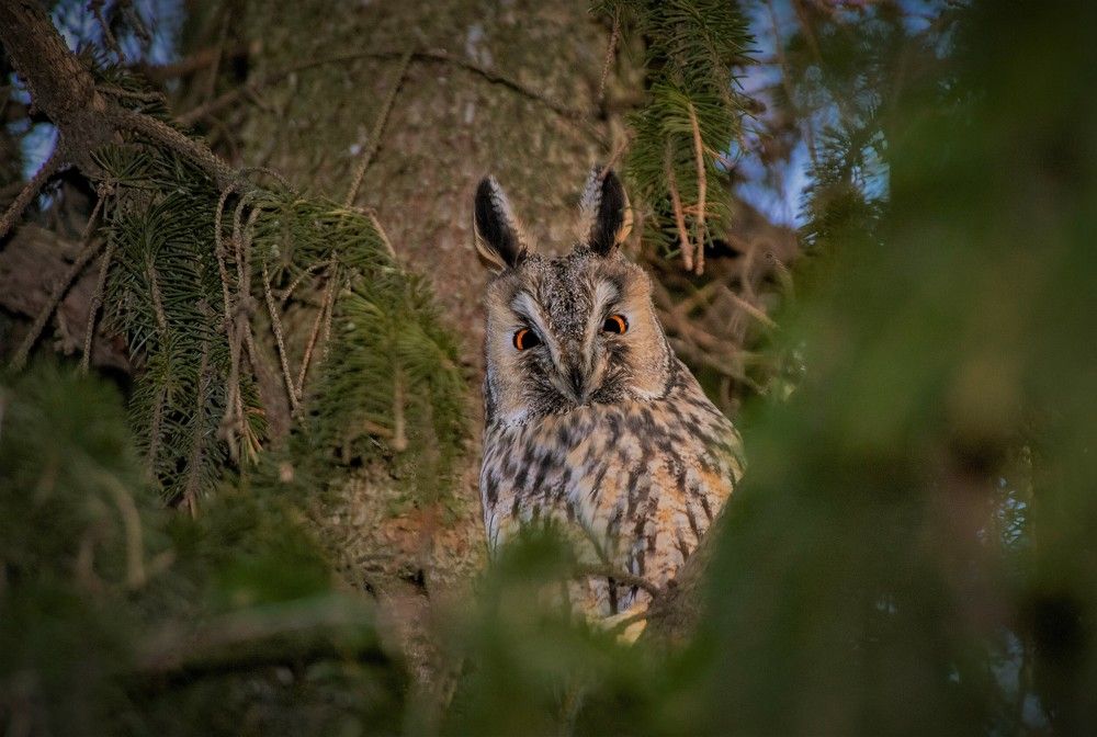 Ушастая сова - 2