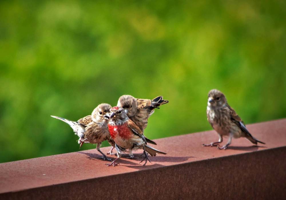 Кормление потомства