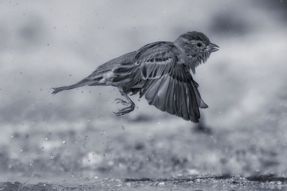 Фотография автора David Manusevich