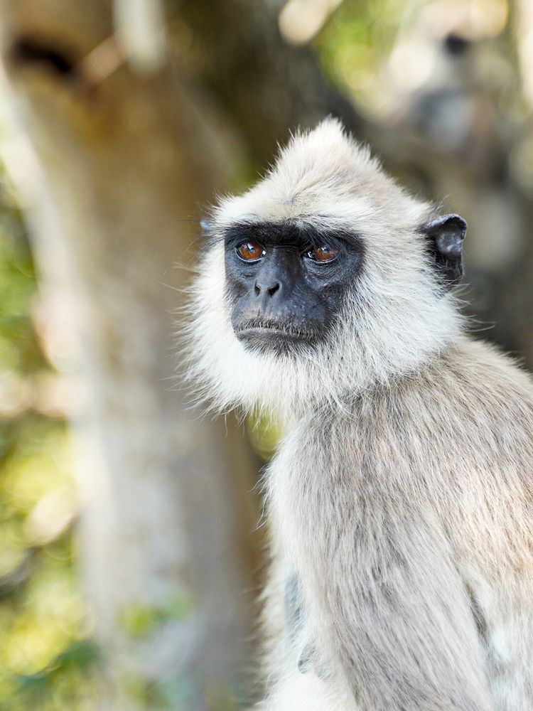 Langur
