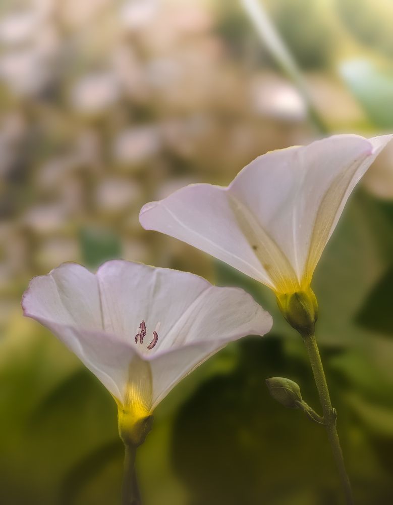 Photograph by Hannah Surji