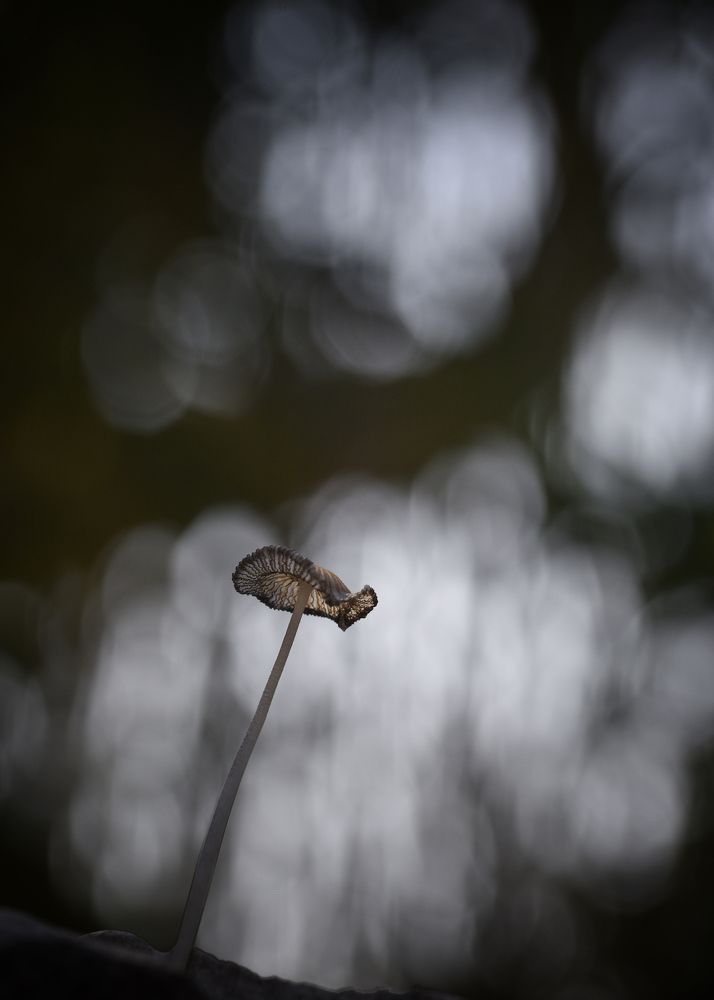Photograph by Jacqueline MONTET