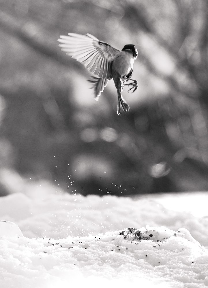 Photograph by Светлана Шибаршина