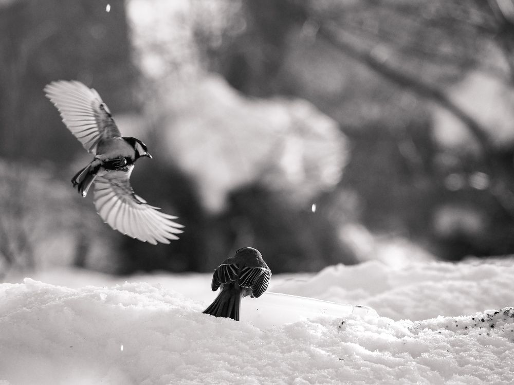 Photograph by Светлана Шибаршина