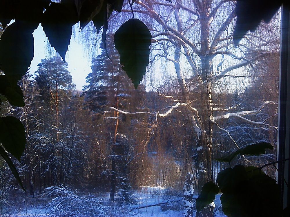 Деревьям снятся листья