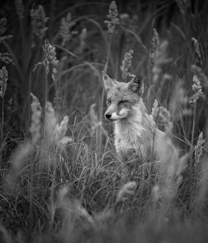 Наблюдатель