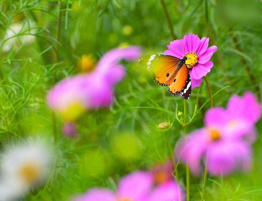 Photograph by Shreya Roy