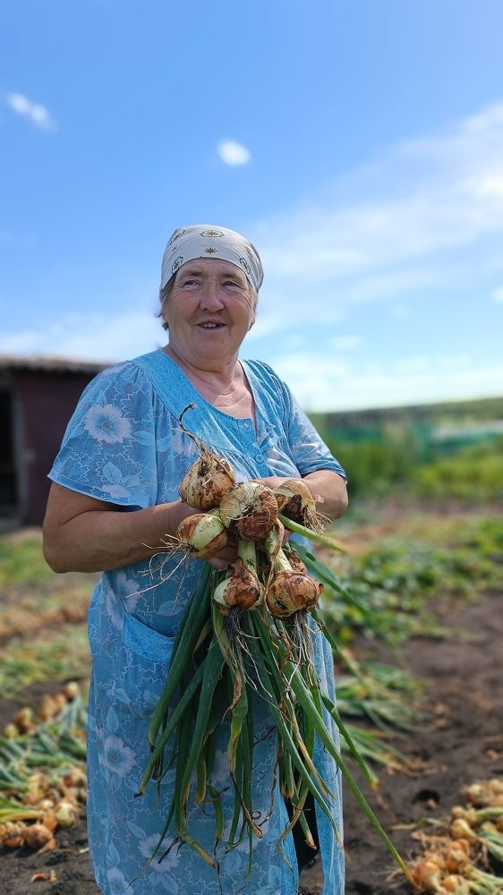 Время собирать урожай