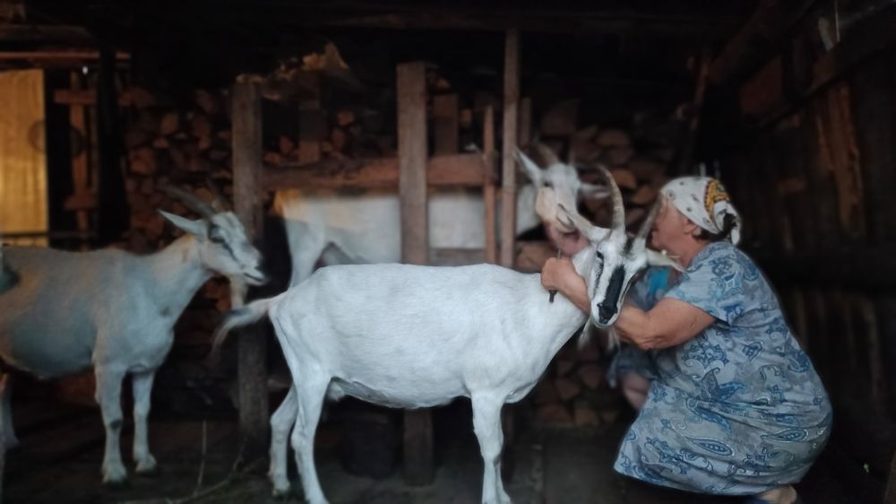 Сейчас доиться будем