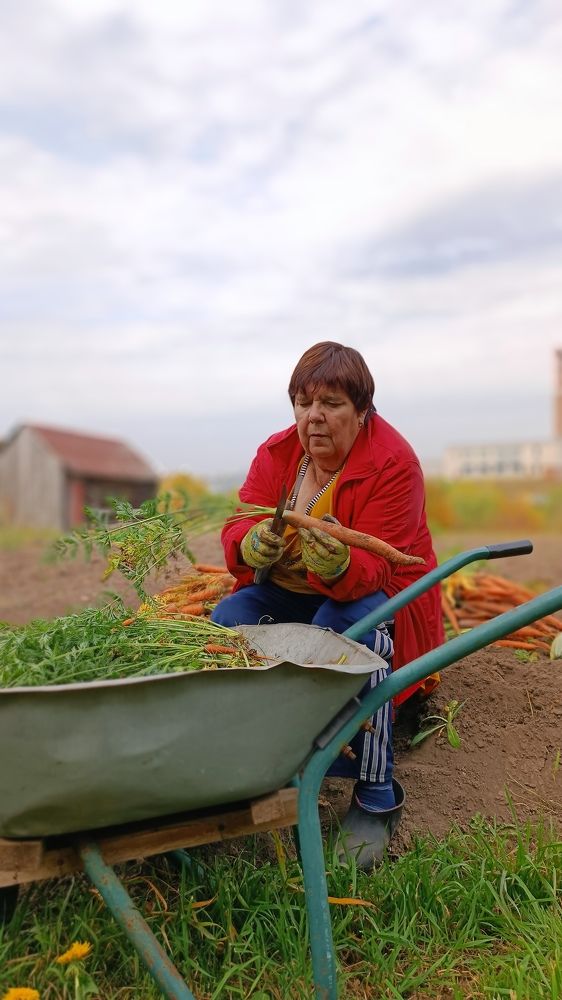 Кому вершок, кому корешок