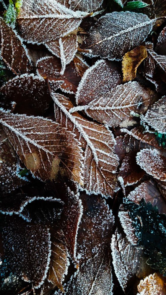 Фотография автора Green light