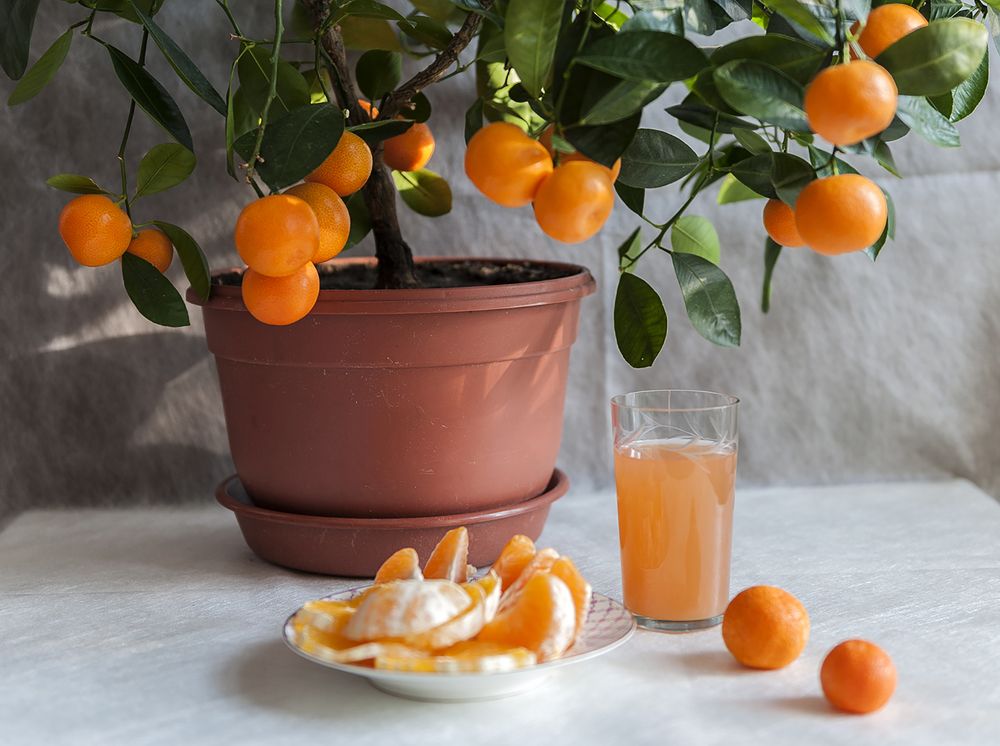 Photograph by Ольга Дядченко