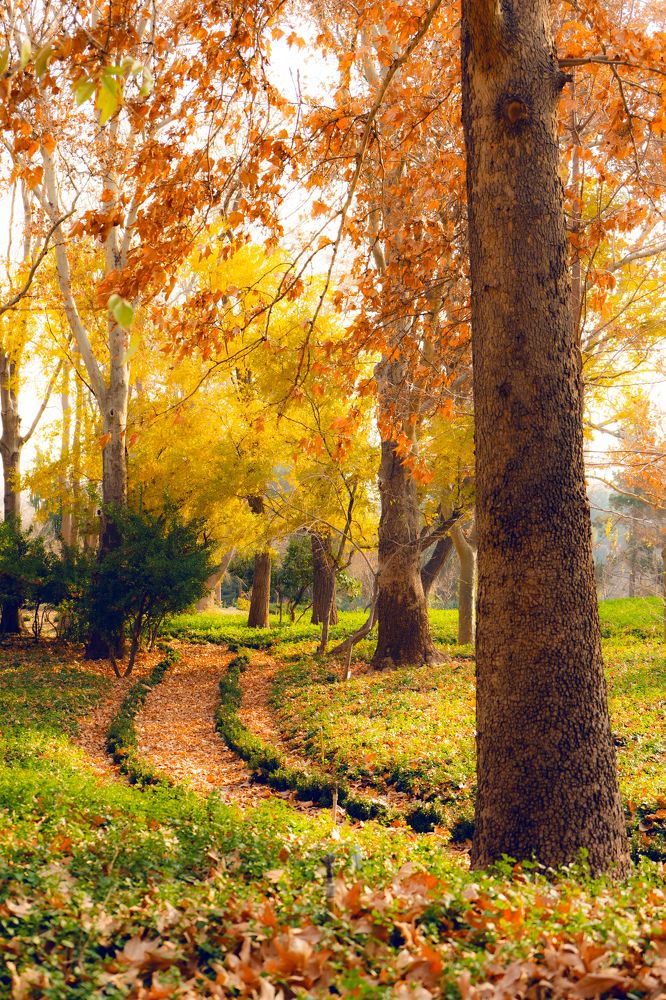 Photograph by Majid Rezaeeanpoor