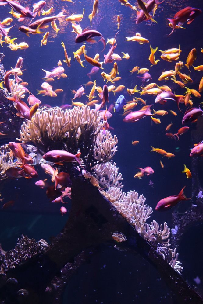 Фотография автора Виктория