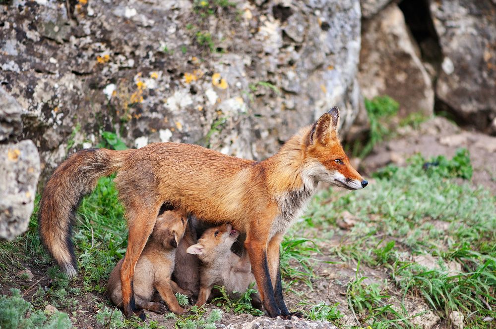 Photograph by Татьяна Жеребцова