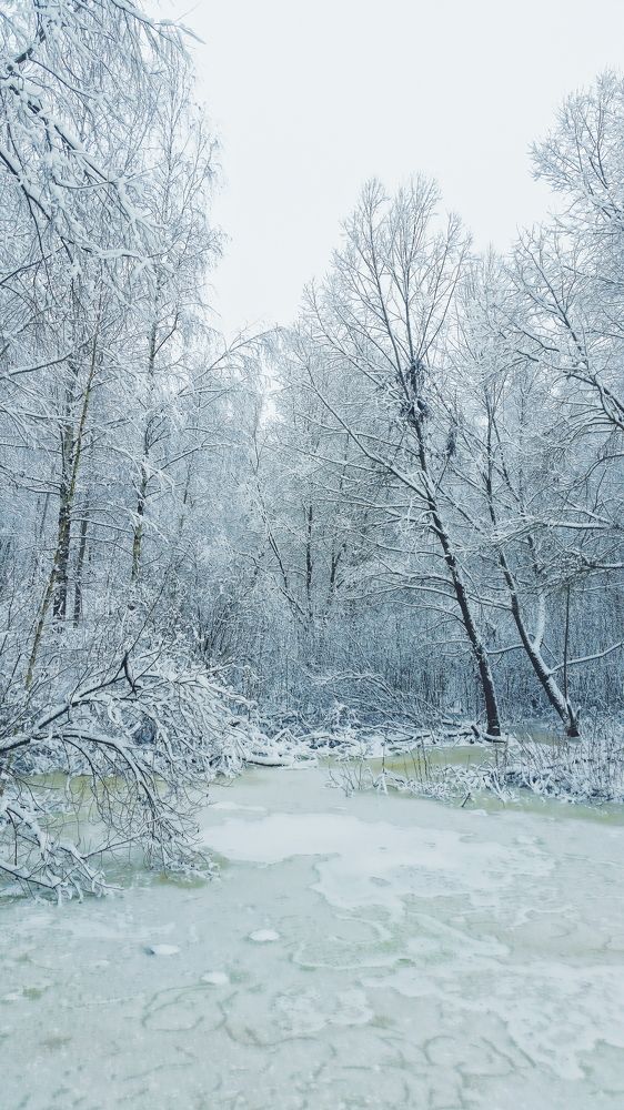 Photo #8597338