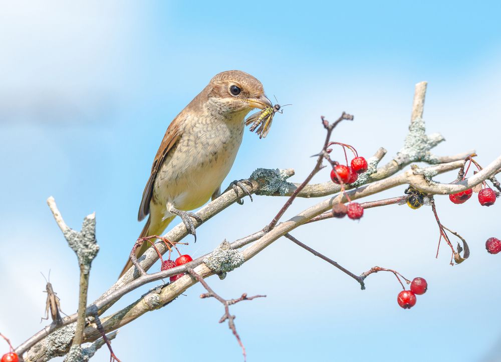 Коллекционер