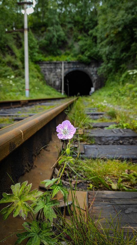 Photograph by Наталья Шишанина