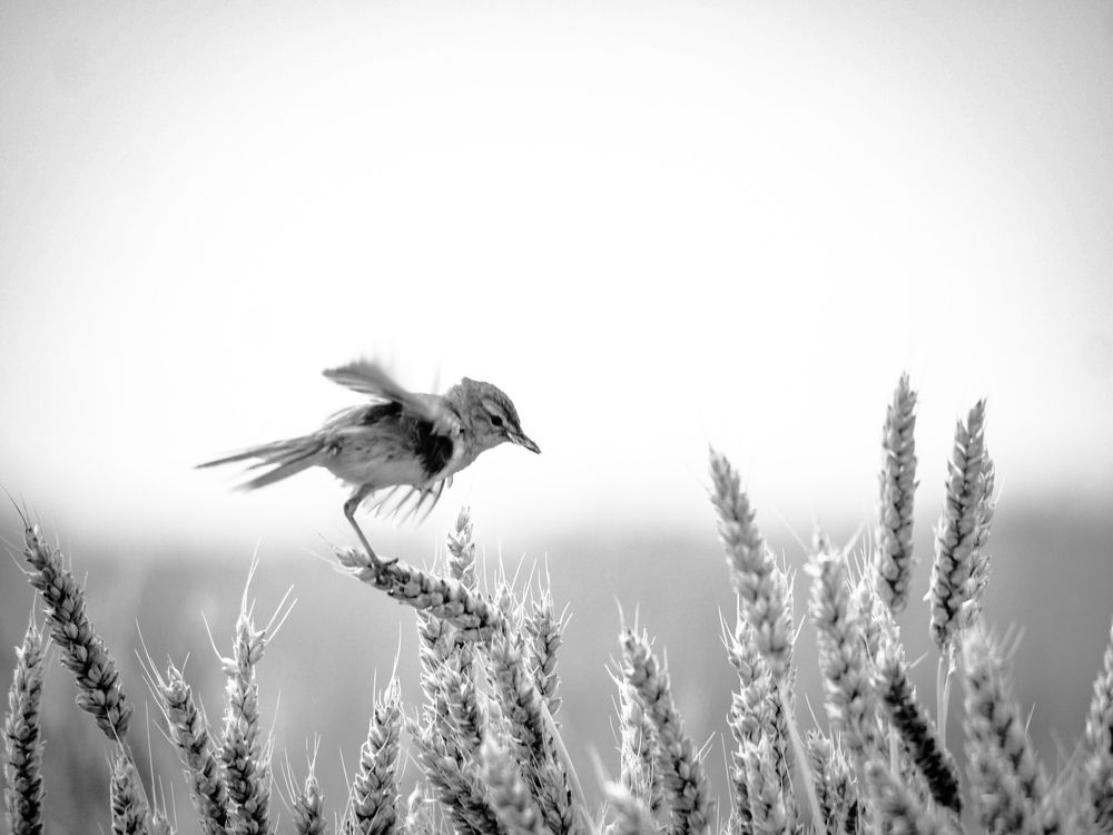 Photograph by Светлана Шибаршина