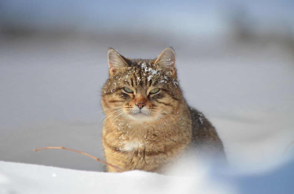 Просветлённый кот.
