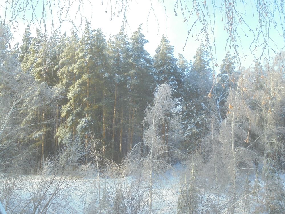 Оттенки зимы.