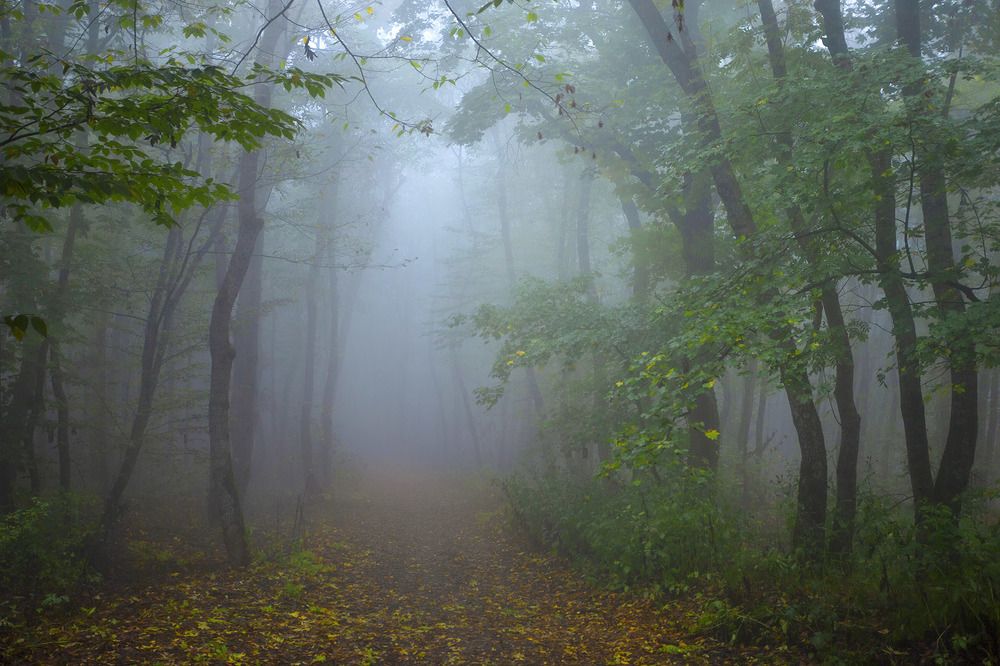 Фотография автора 
