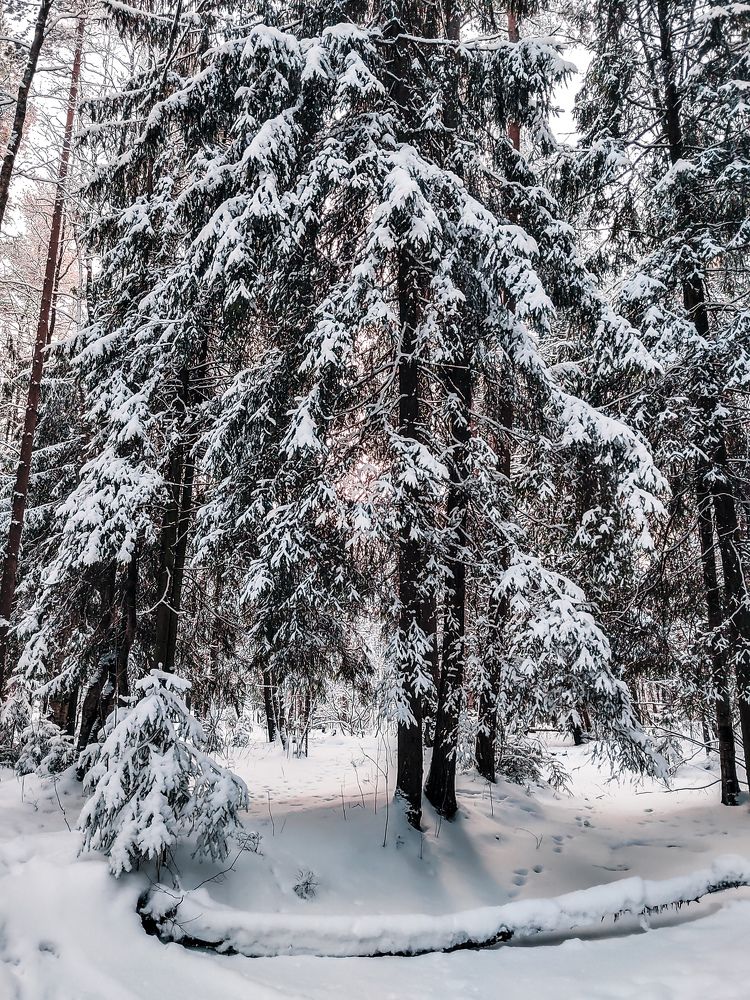 Фотография автора Наталья Королева