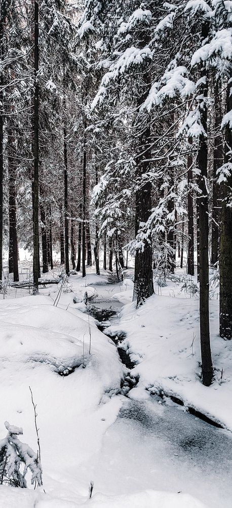 Фотография автора Наталья Королева