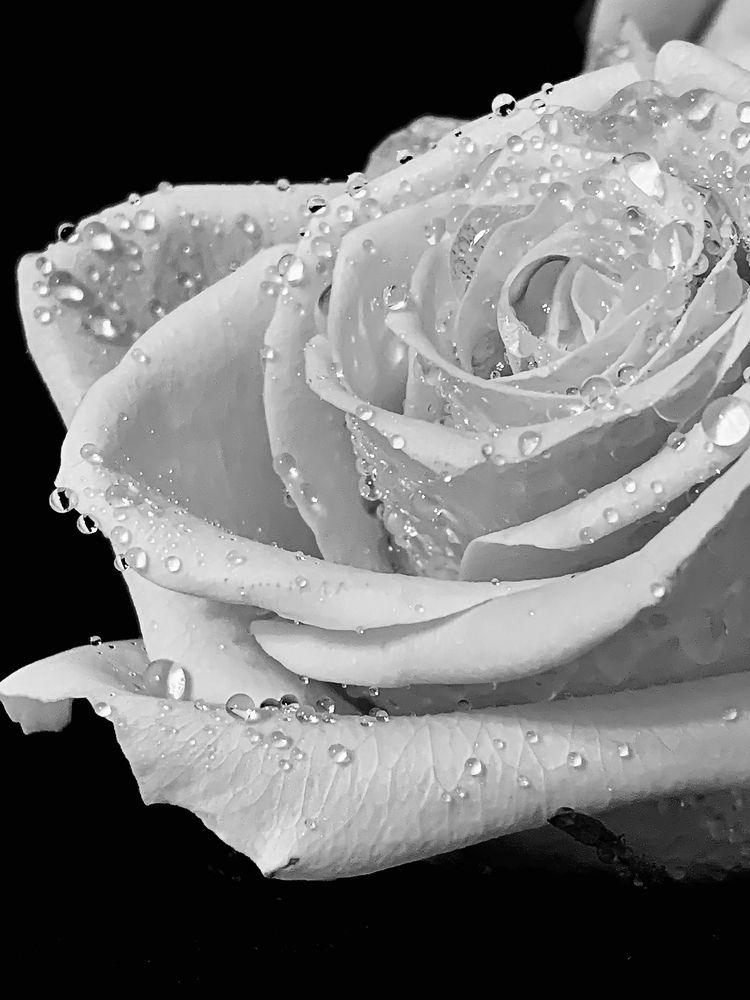 «Невинность»