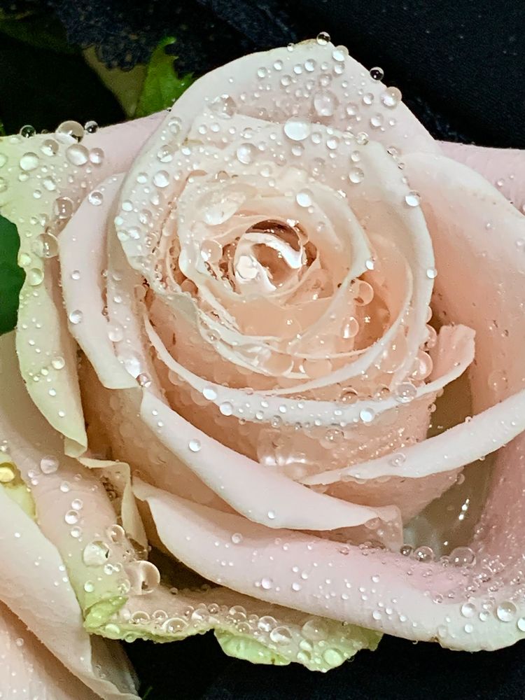 «Нежность»