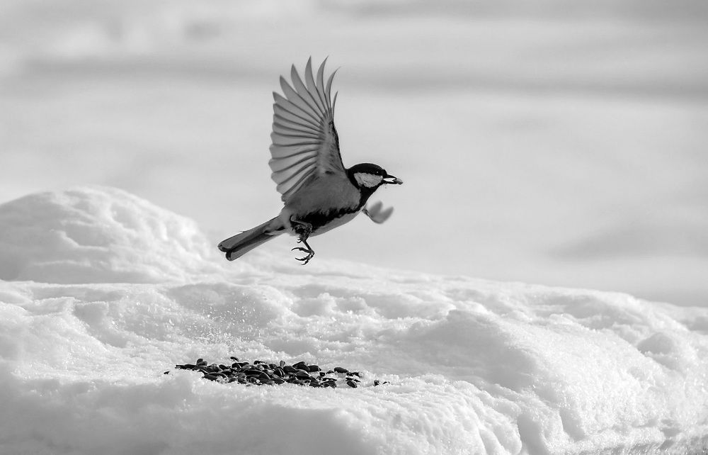 Одну семечку беру, на другую смотрю, третью примечаю, а четвертая мерещится
