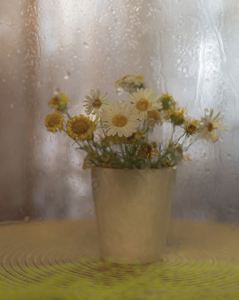 Полевые ромашки - для Наташки