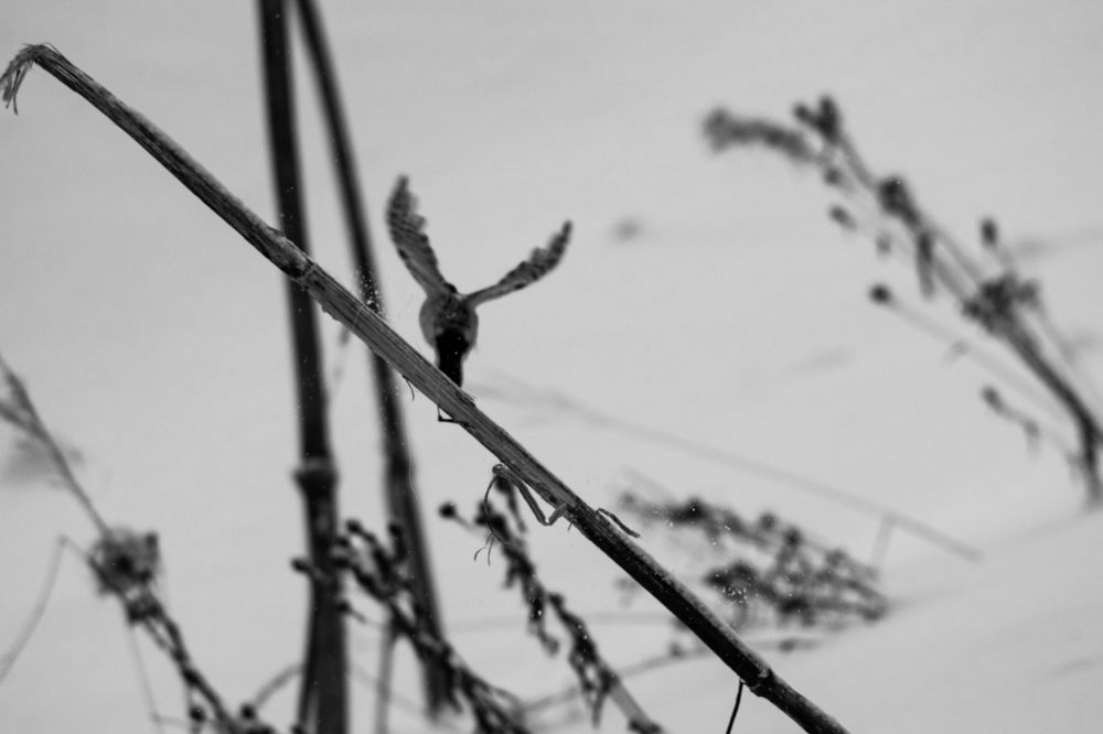 Photograph by Николай Грекалов