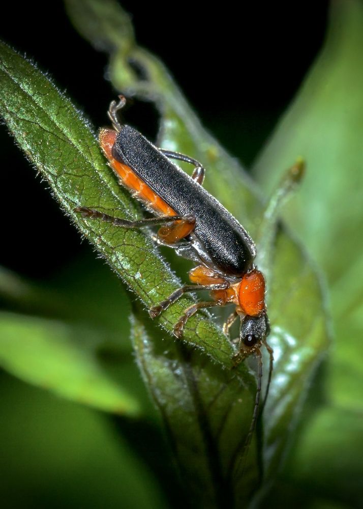 Photograph by Valery Pegushev