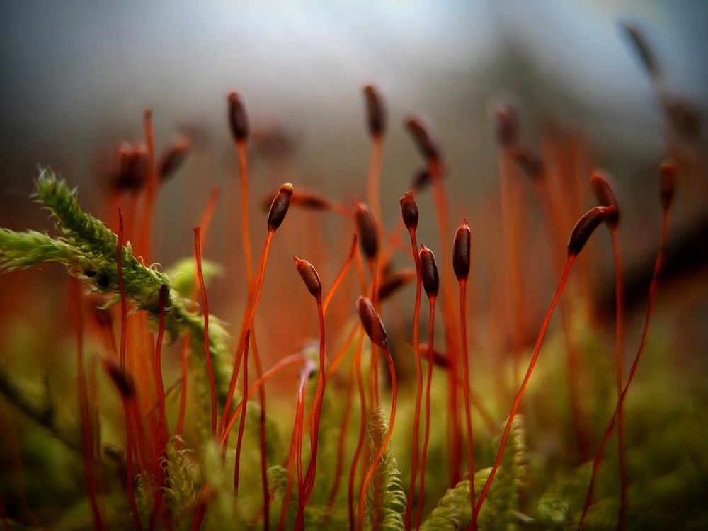 Photograph by Денис Грамович