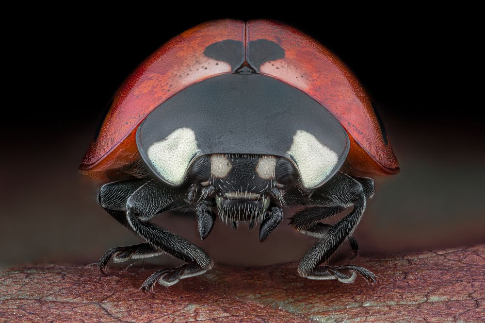 Photograph by Ganev Tsvetan