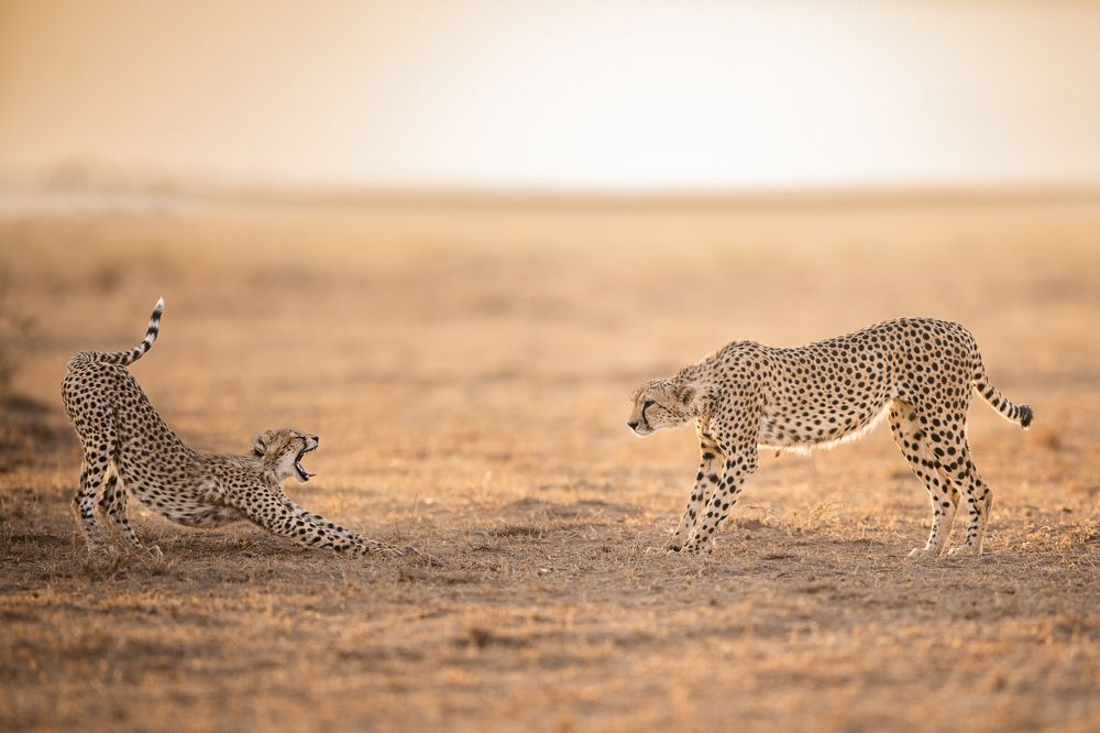 Фотография автора Sunny Saha Pramanick