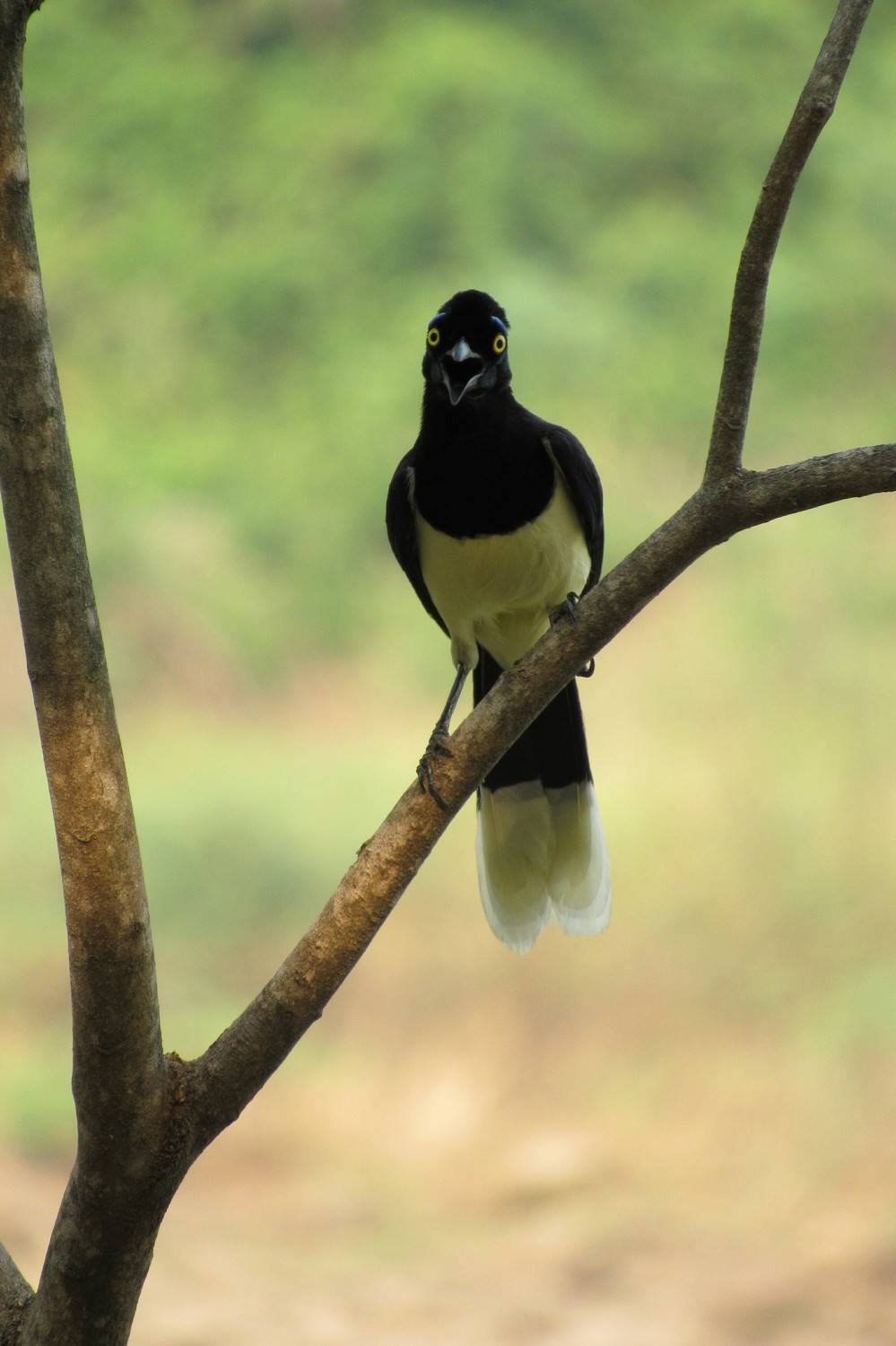 Gralha Pantaneira