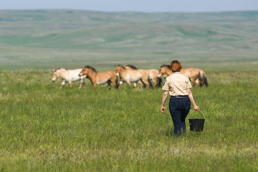 Подкормка диких лошадок.