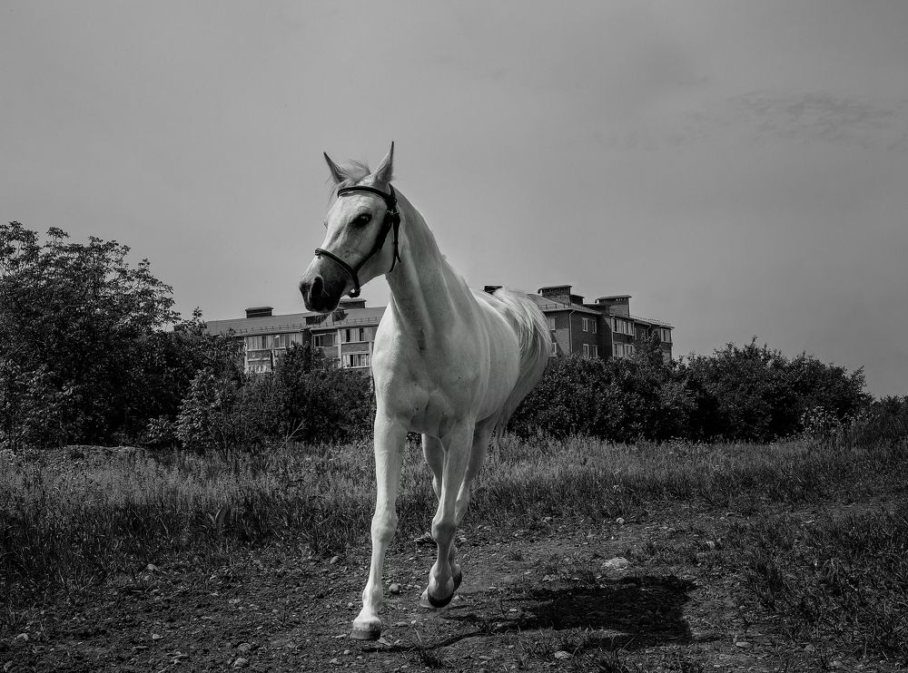 Photograph by Владимир Кваша