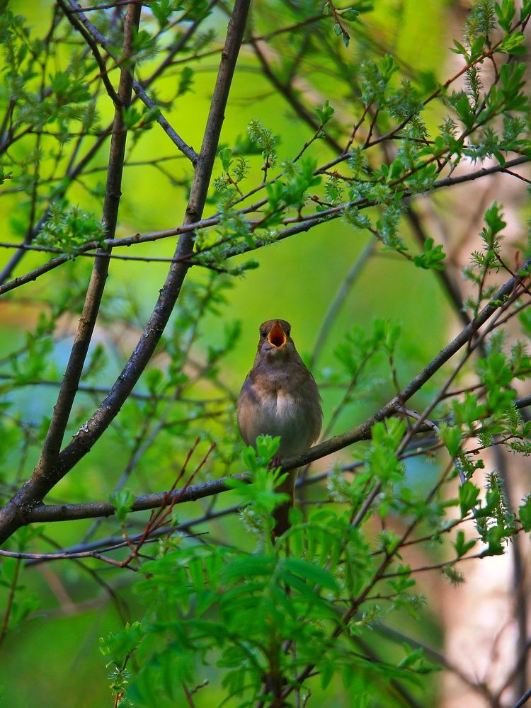 Photograph by Вячеслав Ригачин