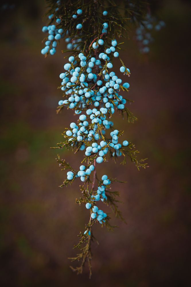 Фотография автора Ирина Панкова