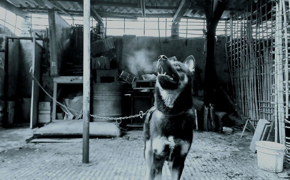 Photograph by Nushin Saboohi