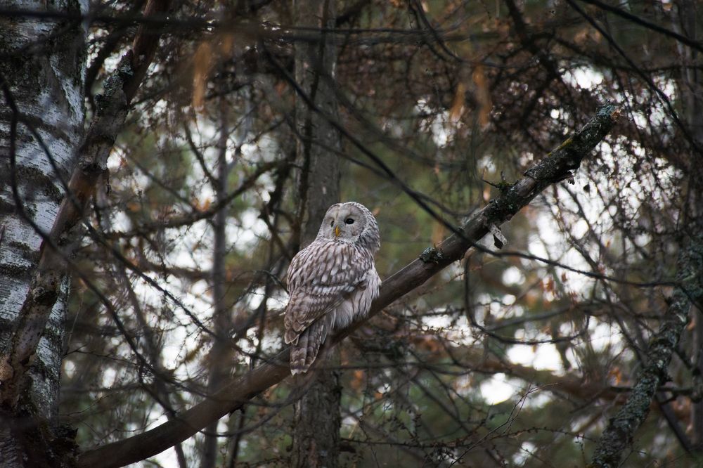 Photograph by Михаил Бирюков