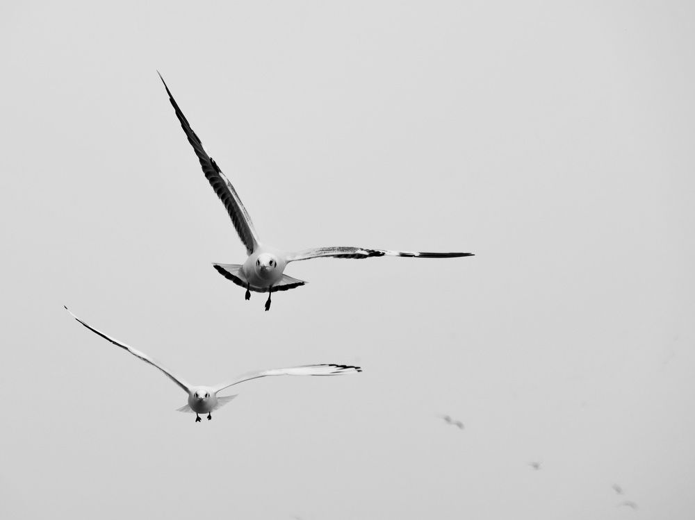 Companions of the sky